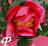 Paeonia lactifolia Christmas Holiday