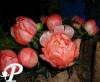Paeonia lactifolia Coral Charm