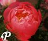 Paeonia lactifolia Coral Sunset