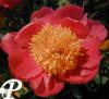 Paeonia lactifolia Doreen