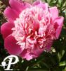 Paeonia lactifolia Doyen d Enghein