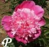 Paeonia lactifolia Duc de Cazes