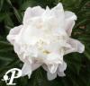 Paeonia lactifolia Duc de Wellington