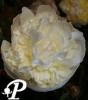 Paeonia lactifolia Duchesse de Nemours