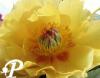 Paeonia lactifolia Dutch Yellow