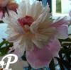Paeonia lactifolia Emile Debatene