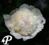 Paeonia lactifolia Fairys Petticoat