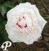 Paeonia lactifolia Faust