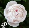 Paeonia lactifolia Festiva Maxima
