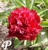 Paeonia lactifolia Fokker