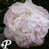 Paeonia lactifolia Gardenia