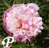 Paeonia lactifolia Gloire de Charles Gombault