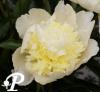 Paeonia lactifolia Goldy Locks