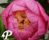 Paeonia lactifolia Hemerick