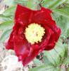 Paeonia lactifolia Hogarths
