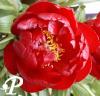 Paeonia lactifolia Illini Belle