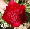 Paeonia lactifolia Irwin Altmann