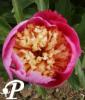 Paeonia lactifolia Jacques Doriat