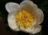 Paeonia lactifolia Jan Van Leeuwen