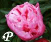 Paeonia lactifolia Joker