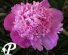 Paeonia lactifolia Koningin Whilhelmina