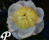 Paeonia lactifolia Laning
