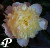 Paeonia lactifolia Laura Dessert