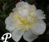Paeonia lactifolia Miss America