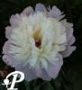 Paeonia lactifolia Mme Calot