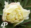 Paeonia lactifolia Molkewitsii