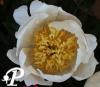 Paeonia lactifolia Moon of Nippon
