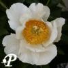 Paeonia lactifolia Moonrise