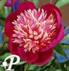 Paeonia lactifolia Patricia Hanratty