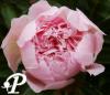 Paeonia lactifolia Pecher