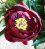 Paeonia lactifolia Peter Brand