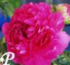 Paeonia lactifolia Pink Jazz