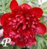Paeonia lactifolia Rubra Plena