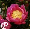 Paeonia lactifolia Russian Doreen