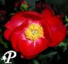 Paeonia lactifolia Scarlett O Hara