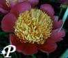 Paeonia lactifolia Tom Eckhardt