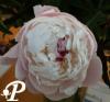 Paeonia lactifolia Vogue