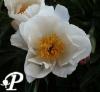 Paeonia lactifolia White Wings
