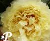 Paeonia lactifolia Yellow Crown