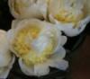 Paeonia lactifolia bridal Shower