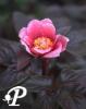 Paeonia russoi Riverchonii