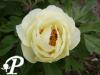 Paeonia suffruticosa Jaune