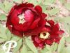 Paeonia suffruticosa Pourpre