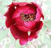 Paeonia suffruticosa Rouge