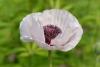 Papaver Orientalis Earl Grey