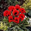 Papaver Orientalis Fire Fly